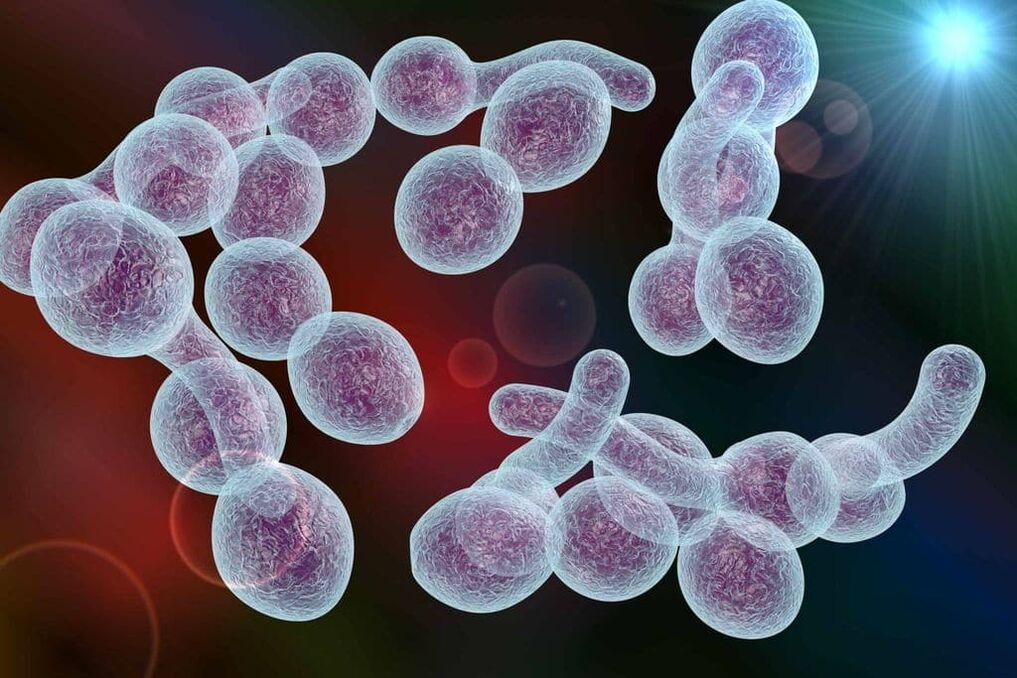 It is the causative agent of bacterial prostatitis in men