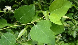poplar for the treatment of chronic prostatitis