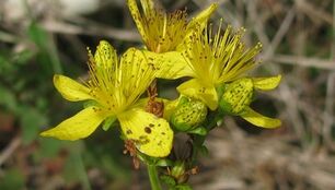 treatment of chronic prostatitis with folk remedies