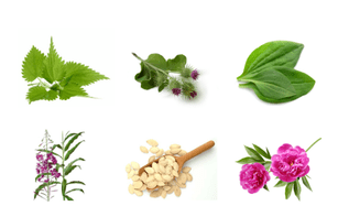 plants against prostatitis